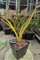 Cây lưỡi hổ - Sansevieria Stella Var. 