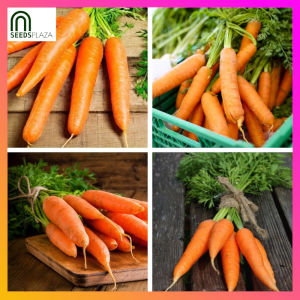 SeedsPLAZA™ - Carrot Seeds for Planting Vegetable Plants (100 Seed) incl. Planting Instruction for Carrots
