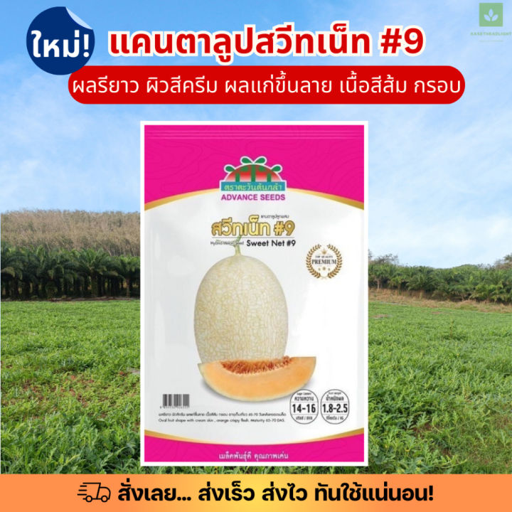 เมล็ดพันธุ์แคนตาลูป สวีทเน็ท #9 ตะวันต้นกล้า เนื้อส้ม กรอบ
