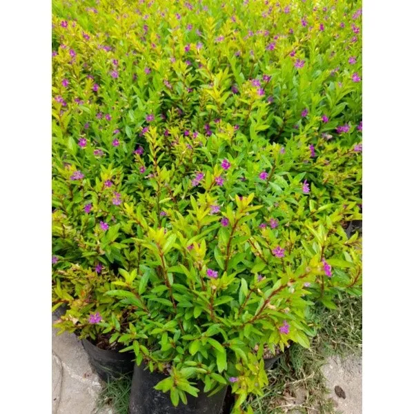 Purple%20Taiwan%20Flower%20/%20%E5%8F%B0%E6%B9%BE%E7%B4%AB%E8%8A%B1%20/%20Bunga%20Taiwan%20Ungu%20/%20%E0%A4%A4%E0%A4%BE%E0%A4%87%E0%A4%B5%E0%A4%BE%E0%A4%A8%20%E0%A4%AC%E0%A5%88%E0%A4%82%E0%A4%97%E0%A4%A8%E0%A5%80%20%E0%A4%AB%E0%A5%82%E0%A4%B2%20(Singapore:%20Beauty%20Taiwan%20Plant)%20%E2%80%93%20Bright%20Purple%20Blo%20-%20Image%202