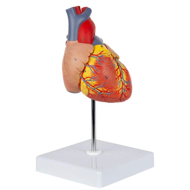 Heart Model, 2-Part Deluxe Life Size Human Heart Replica with 34 ...