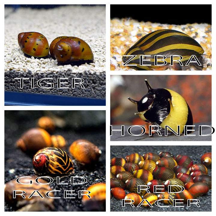 Nerite 4pcs | Lazada PH: Buy sell online Feeders with cheap price ...