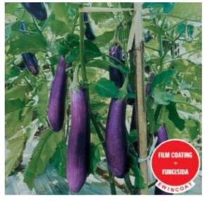 Repack Benih Terong Ungu Mustang F1