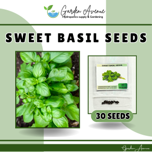 SULIT PACK! SWEET BASIL GENOVESE SEEDS (30pcs seeds) SWEET/HEBRS/EASY TO GROW/HYBRID