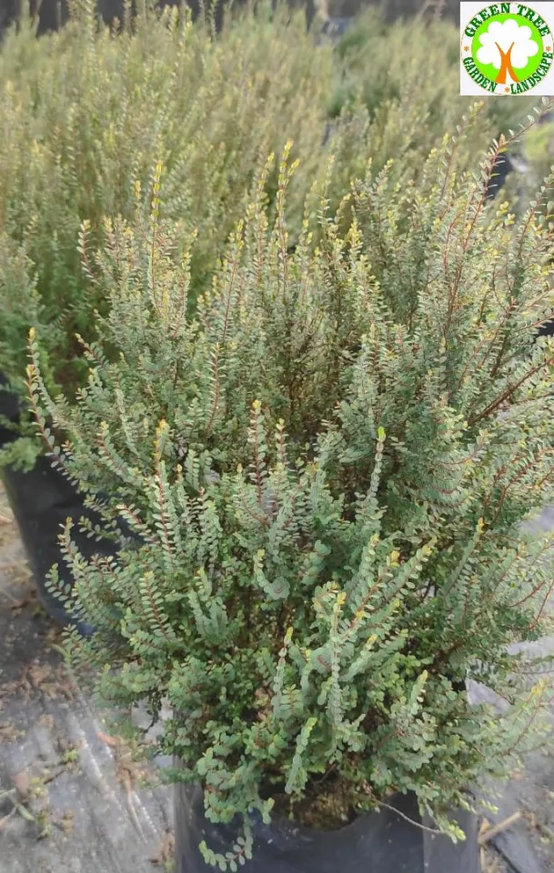 bambus urne Heiso Bambusurne Bio Urne main image 0