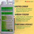 Pupuk daun untuk bibit sawit,Pupuk semai bibit sawit,Pupuk bibit sawit,Pupuk cair untuk bibit sawit. 