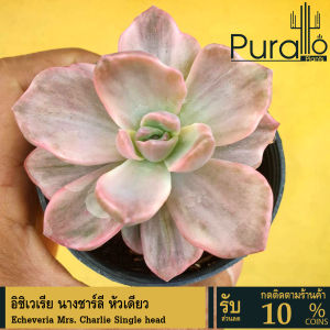 ต้นไม้อวบน้ำ อิชิเวเรีย นางชาร์ลี หัวเดียว Echeveria Mrs. Charlie Single head #succulent #Echeveria