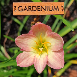 Umbi Bunga Rain Lily Lantana - Rainlily Zephyranthes Hybrid