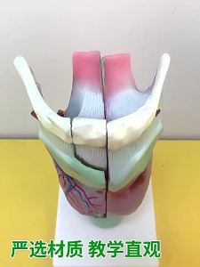 Human Larynx Anatomy Model Science Medicals Teaching Aid Enlarged Anatomical Larynx Model for Science Classroom Study