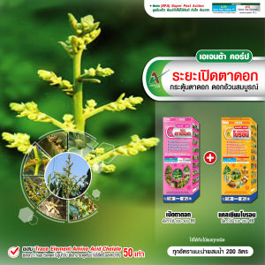 เปิดตาดอกลำไย หลังราดสาร เปิดตาดอก เร่งติดดอก ดอกดก ดอกอ้วน ช่อยาว สมบูรณ์ (ขนาด 1+1 ลิตร)