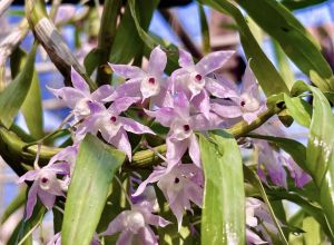 เอื้องดอกมะเขือ ไม้กอสวยๆติดขอนไม้6นิ้ว ขนาด 10-20 ลำต้น ออกดอก เดือนกุมภา - เมษายน แบบ 1 ไม้ และ แบบ 2 ไม้ออกดอกปีละ 1 ครั้ง /ขุนเขาการ์เด้น