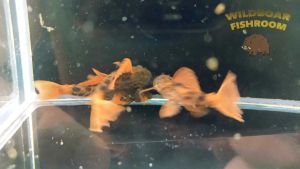 L600 leopard cactus pleco | Live Fish