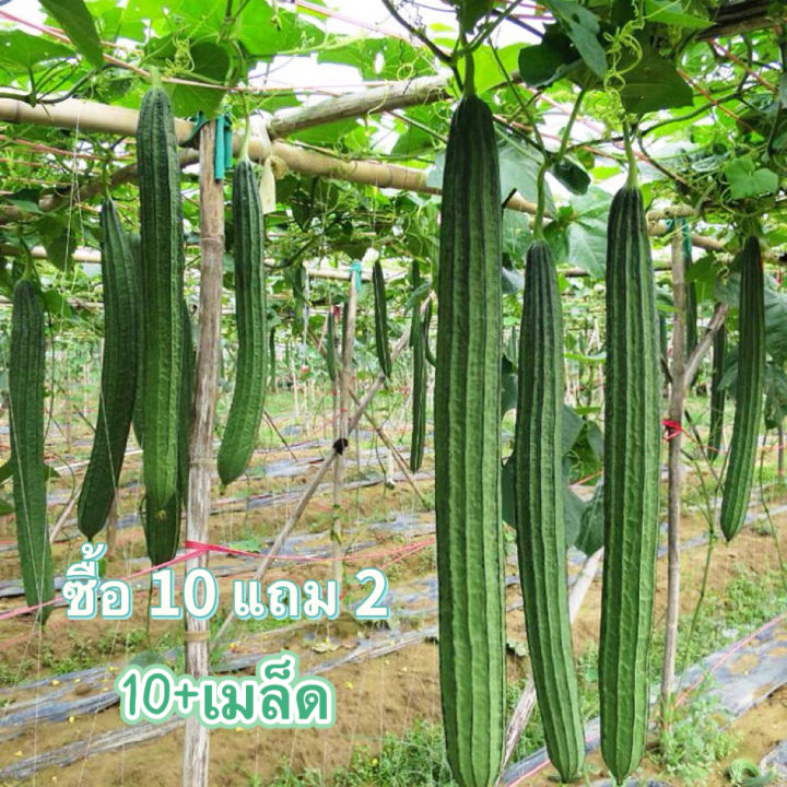 เมล็ดพันธุ์บวบเหลี่ยม เมล็ดพันธุ์เปิด ขยายพันธุ์ต่อได้