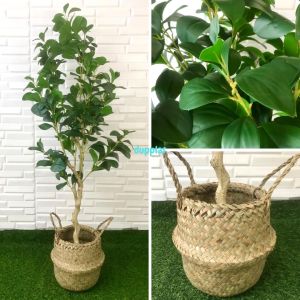 Tanaman Artificial Pohon Hias Kacang T130 & T170 Latex Cover Pot Anyaman Purun Belly Dekorasi Cafe