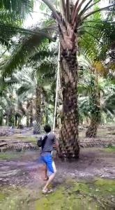 EGREK ZHUANG SIAP PAKAI TANPA ASAH
