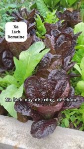 Hạt giống Xà Lách Romaine Tím Rado 61 (2g~1000 hạt) dễ trồng giàu dinh dưỡng sinh trưởng khỏe