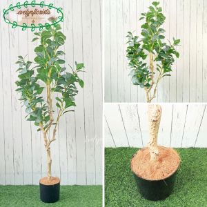 Pohon Artificial Pohon Kacang T130 & T170 Latex Pot Dasar Hitam Hiasan Rumah Dekorasi Ruangan