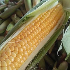 200+ BENIH JAGUNG MANIS MADU UNGGUL//COD//MANGGARMAS