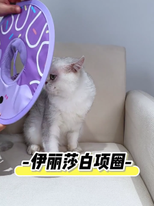 Có thể điều chỉnh chữa bệnh cổ áo mèo hình nón mềm mại và không thấm nước cho mèo con và chó con sau phẫu thuật liếm phòng ngừa và Comfort