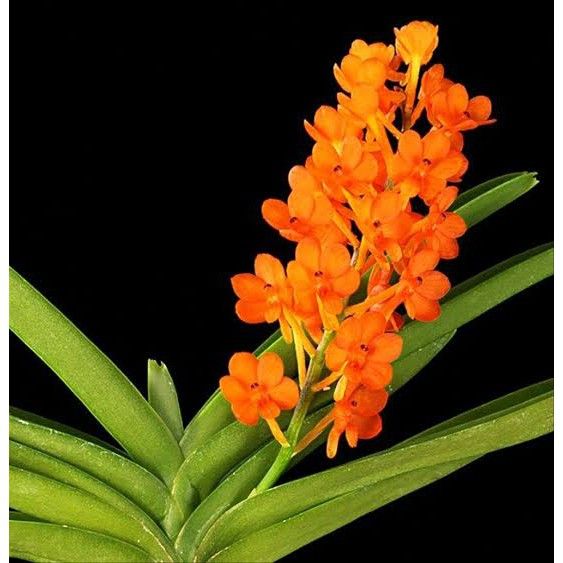 anggrek Vanda ascocentrum miniatum dewasa