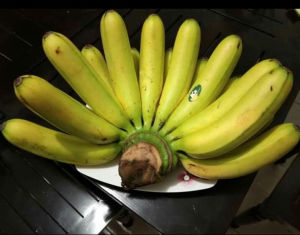 Bibit Pisang Barangan Merah Siap Tanam Extrim