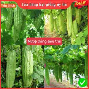 HẠT GIỐNG RAU CÁC LOẠI - Trồng ăn quanh năm giống F1 nảy mầm tốt kháng sâu bệnh sớm thu hoạch