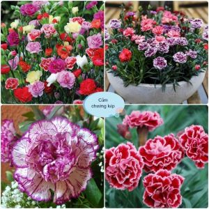Hạt giống hoa cẩm chướng kép nhiều màu-gói 30 hạt