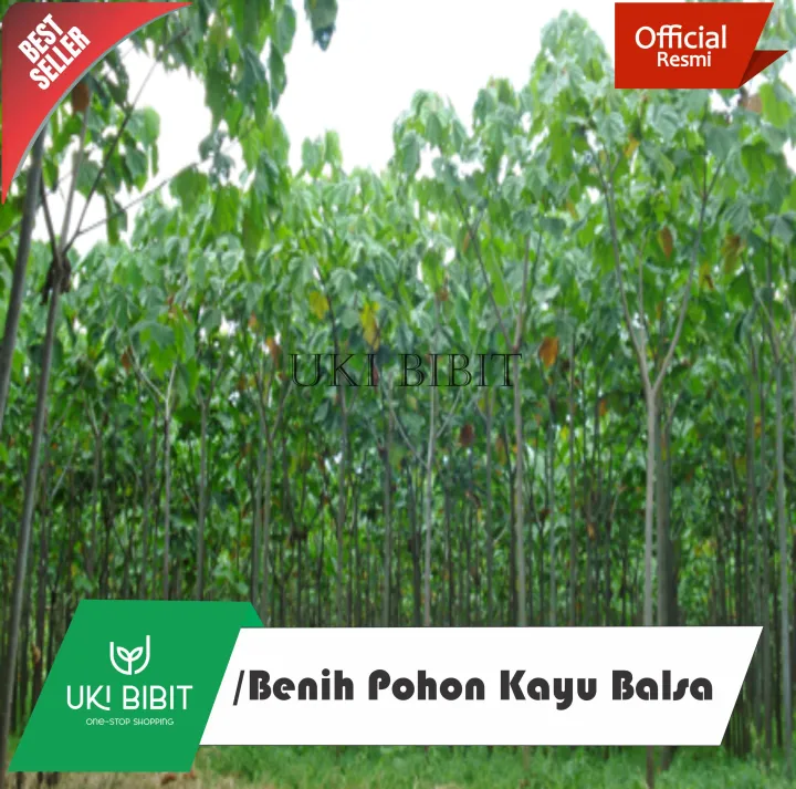 (%2080%20Butir%20)%20Benih%20Biji%20Pohon%20Kayu%20%20Balsa%20Putih%20%7C%20Ochroma%20Pyramidale%20-%20Image%204