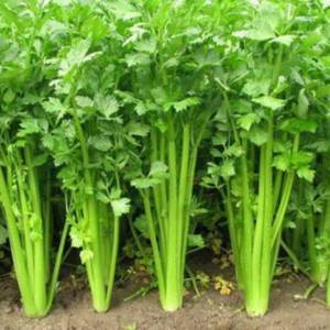 SELEDRI 400 biji bibit seed seeds Benih Seledri Amigo Cap Panah Merah Hidroponik Unggul - Bibit Tanaman Sayur Sayuran Seribuan TOKO999