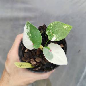 ลูกไม้ บอนสี บอนสียังไม่มีชื่อ Caladium