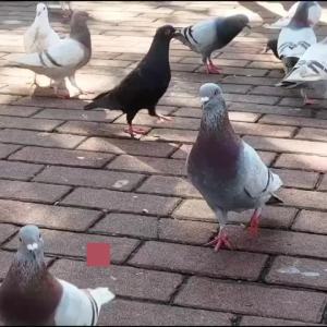 Pigeon repellent insecticide cleans up roundworm tapeworms insects and plants repellent does not hurt pigeons 100 tablets