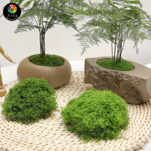 Preserved Moss/Lumut Awetan/Forest Dried Moss/Lumut Abadi/Dekorasi Mossekorasi Lumut Kering Josanty