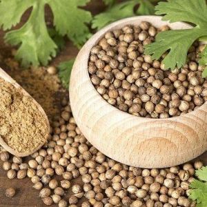 50 BIJI BENIH DAUN KETUMBAR/CORIANDER