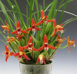 HOA LAN TÓC TIÊN HƯƠNG DỪA