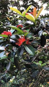 Giant B Honey(Honey Dew/Madu Embun)1000gm & 500gm