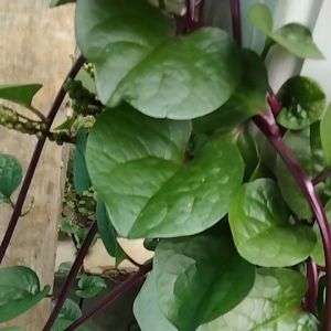 Jual Daun Binahong Merah Segar & Gandola 300 Grm