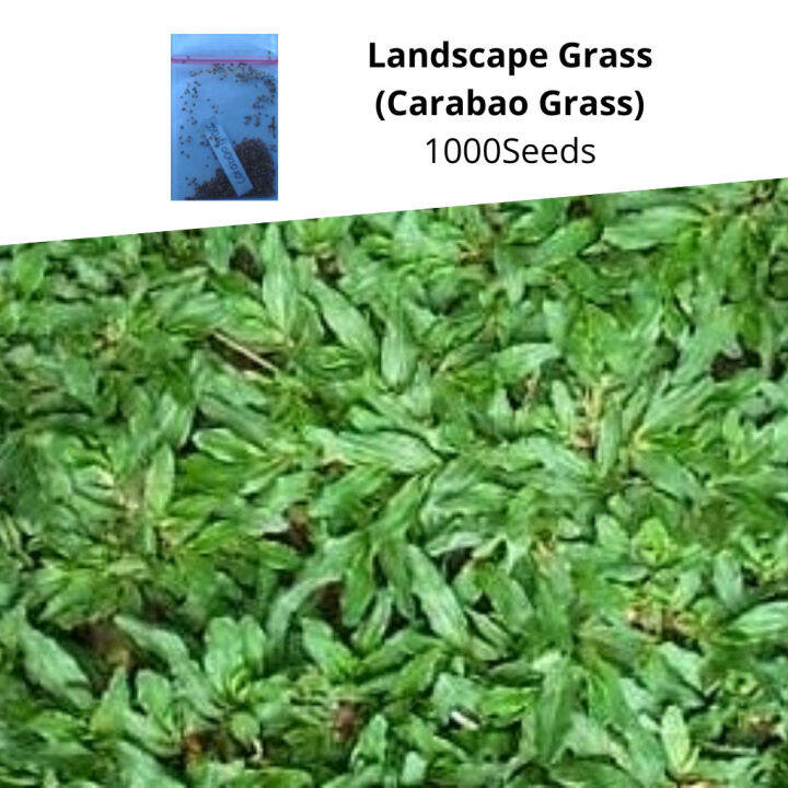 Landscape Grass Carabao Grass Seedsin The Philippines Lazada Ph