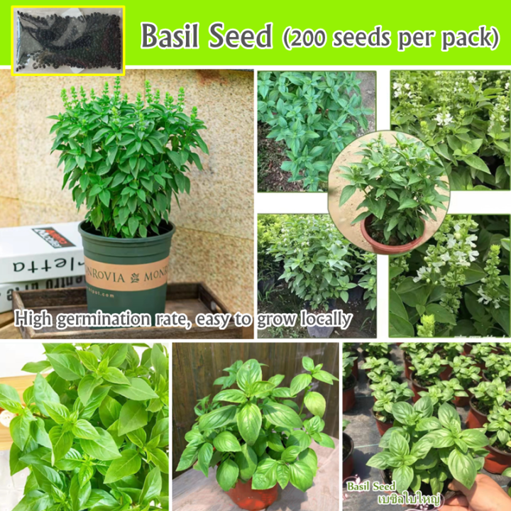 Highest Quality 200pcs Fresh Thai Sweet Basil Seeds for Sale