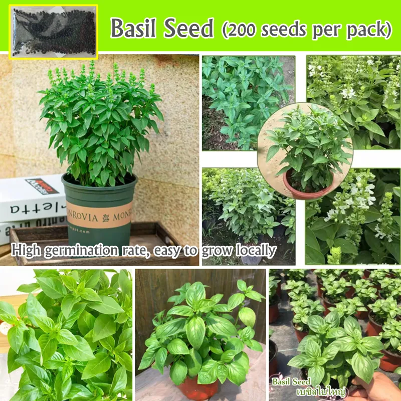 Philippines Ready Stock 200pcs Fresh Thai Sweet Basil Seeds for