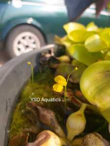 Utricularia gibba carnivorous bladderwort aquarium wabikusa tumbuhan pokok akuatik air for guppy molly platy kolam ikan tangki aquascape