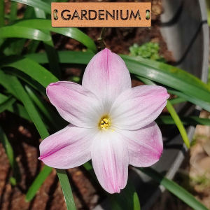 Umbi Bunga Rain Lily Hybrid - Rainlily Zephyranthes Labuffarosea