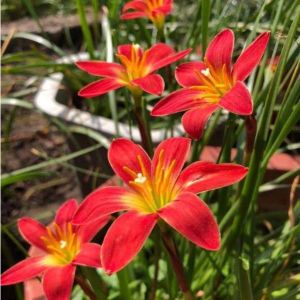 Củ huệ mưa ngoại hoa tóc tiên  màu đỏ -5 củ(1 tháng ra hoa )