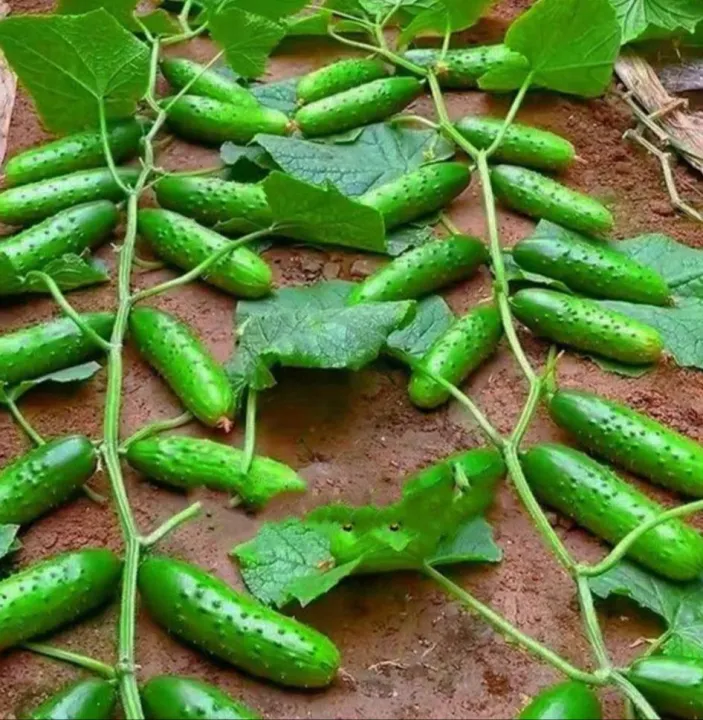 เมล็ดพันธุ์แตงกวาไร้ค้าง งอกง่าย โตไว