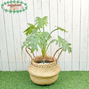 Pohon Daun Jari Philo X7 Latex Imitasi Pot Dasar Hitam Cover Purun Belly Hiasan Aesthetic Meja Tamu