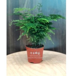 TPS - Asparagus Setaceus 文竹