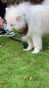 Pet Dogs Saliva Towel Delicious Sausage Pattern Bandana Bibs Waterproof Funny Photography Props Gift For Cats Dogs