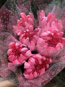 Thuốc nhuộm hoa tươi đổi màu 100ml The sodium Isreal màu nhuộm hoa lên chuẩn nước nhuộm hoa lên chuẩn màu tươi hoa