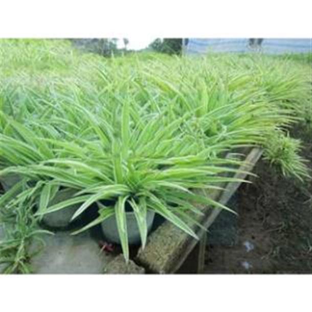 Cây Ngãi Mến Khách- Cây Ngãi Nàng Rù- Ngãi cầu tài hút tài lộc- để bàn ...