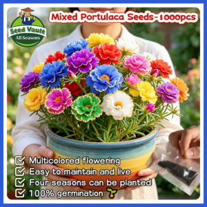 Fast Growing 1000pcs High Germination Double Petals Mixed Portulaca Seeds for Sale Moss Rose Flower Seeds for Gardening Balcony Potted Portulaca Live Plants for Sale Fresh Portulaca Seedlings Portulaca Grandiflora Flowering Plants Seeds Easy To Grow