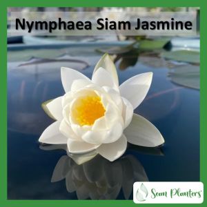 【Sean Planters】Hardy Waterlily Nymphaea Siam Jasmine Water Lily 耐寒睡莲 莲花 Pokok Teratai Telepok